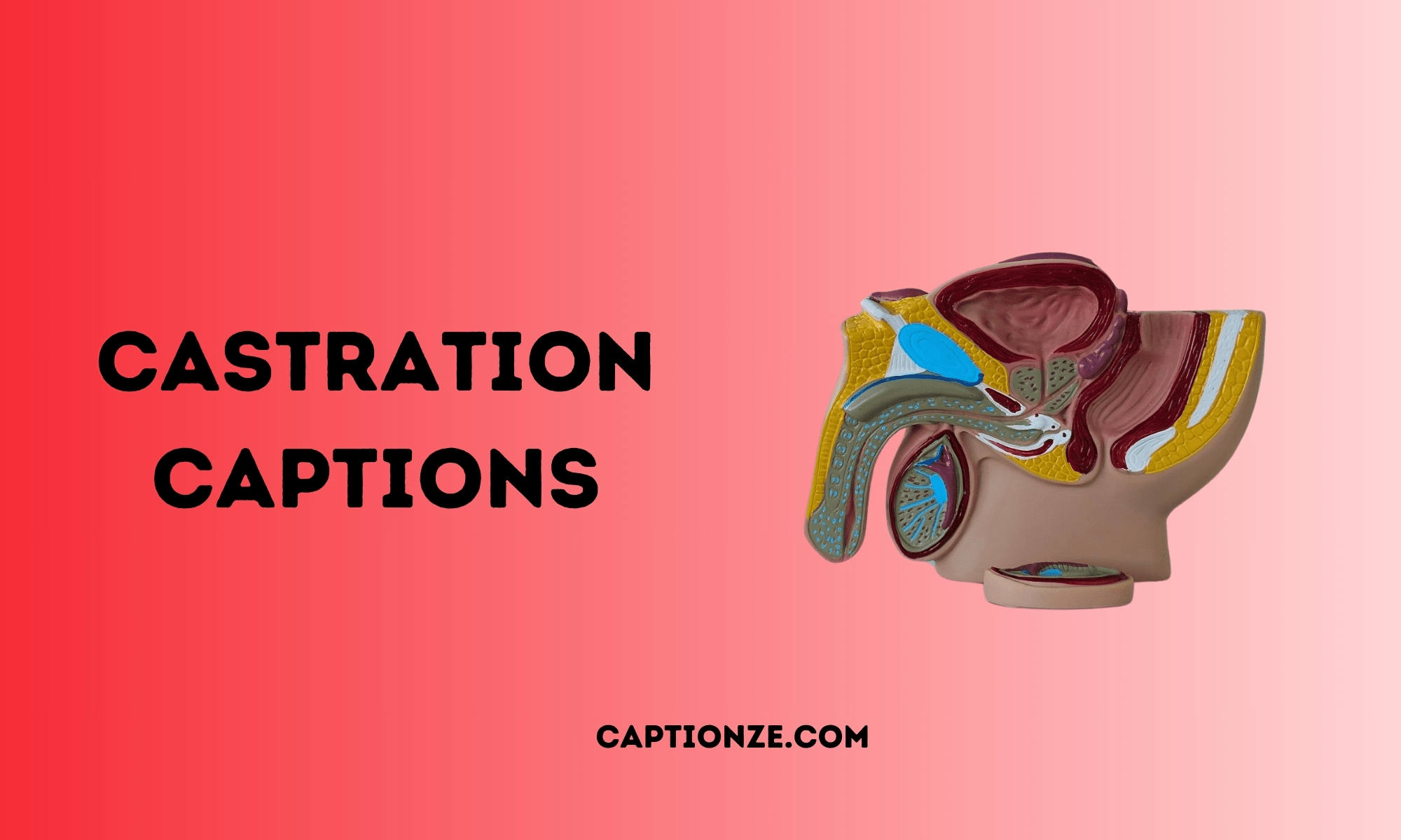 500 Hilarious & Brutal Castration Captions for 2025
