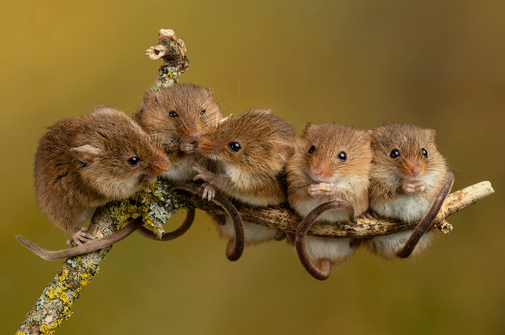 Harvest Mice Indoor Photo Captivelight Photo Days