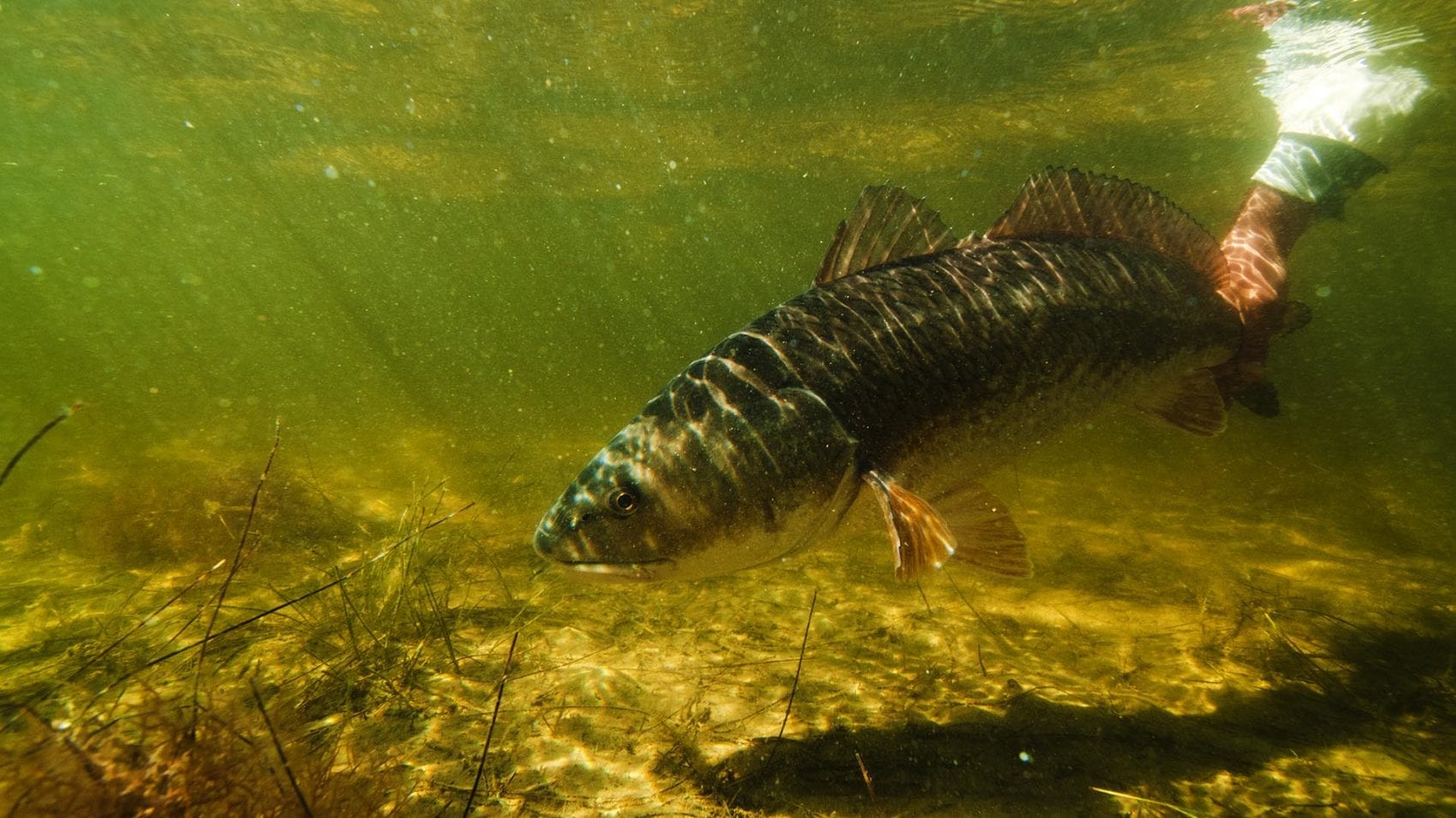 Fall Fishing in Charlotte Harbor Capt. Jay Withers
