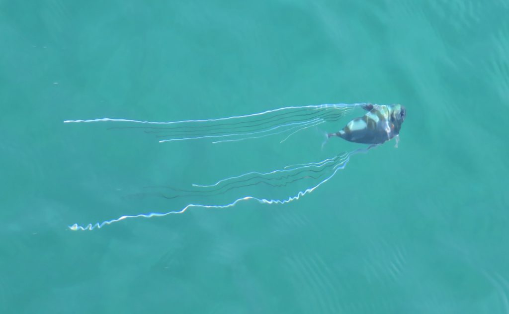 串本の漁港で海水魚採集【2020年夏2回目】 生き物サーチング