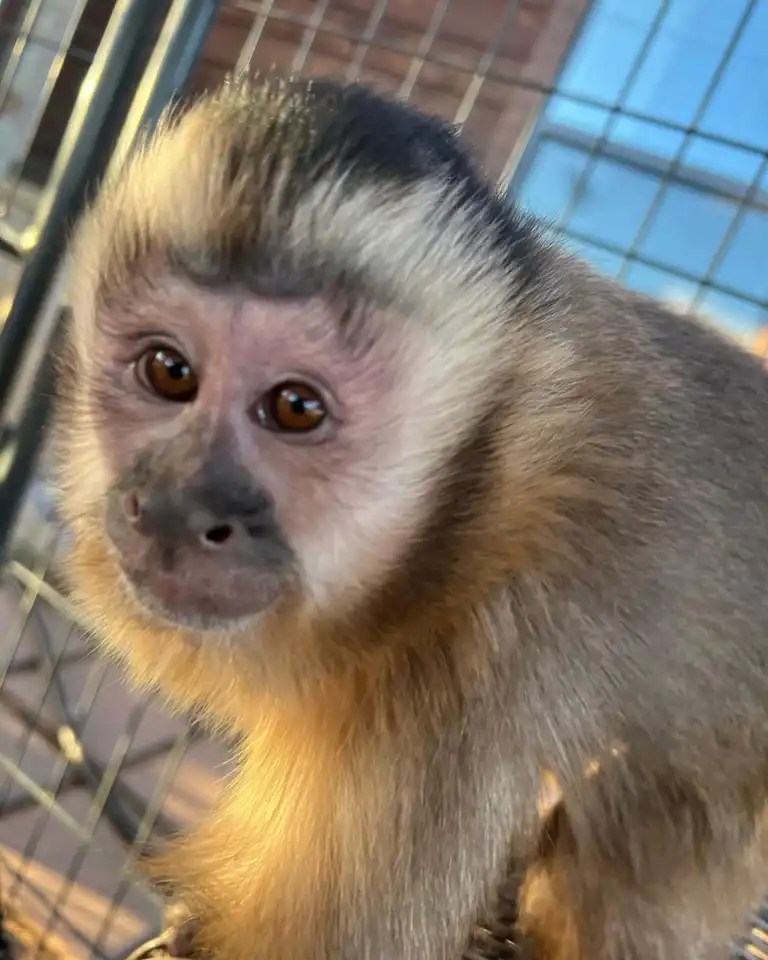 Capuchin Monkey For Sale USDA Licensed Capuchin Monkey Breeders