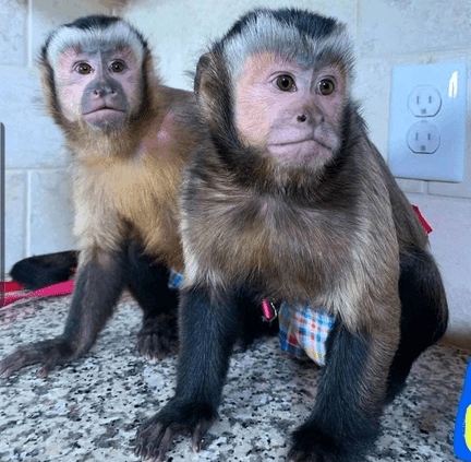 Capuchin Monkey For Sale Usda Licensed Monkey Breeder