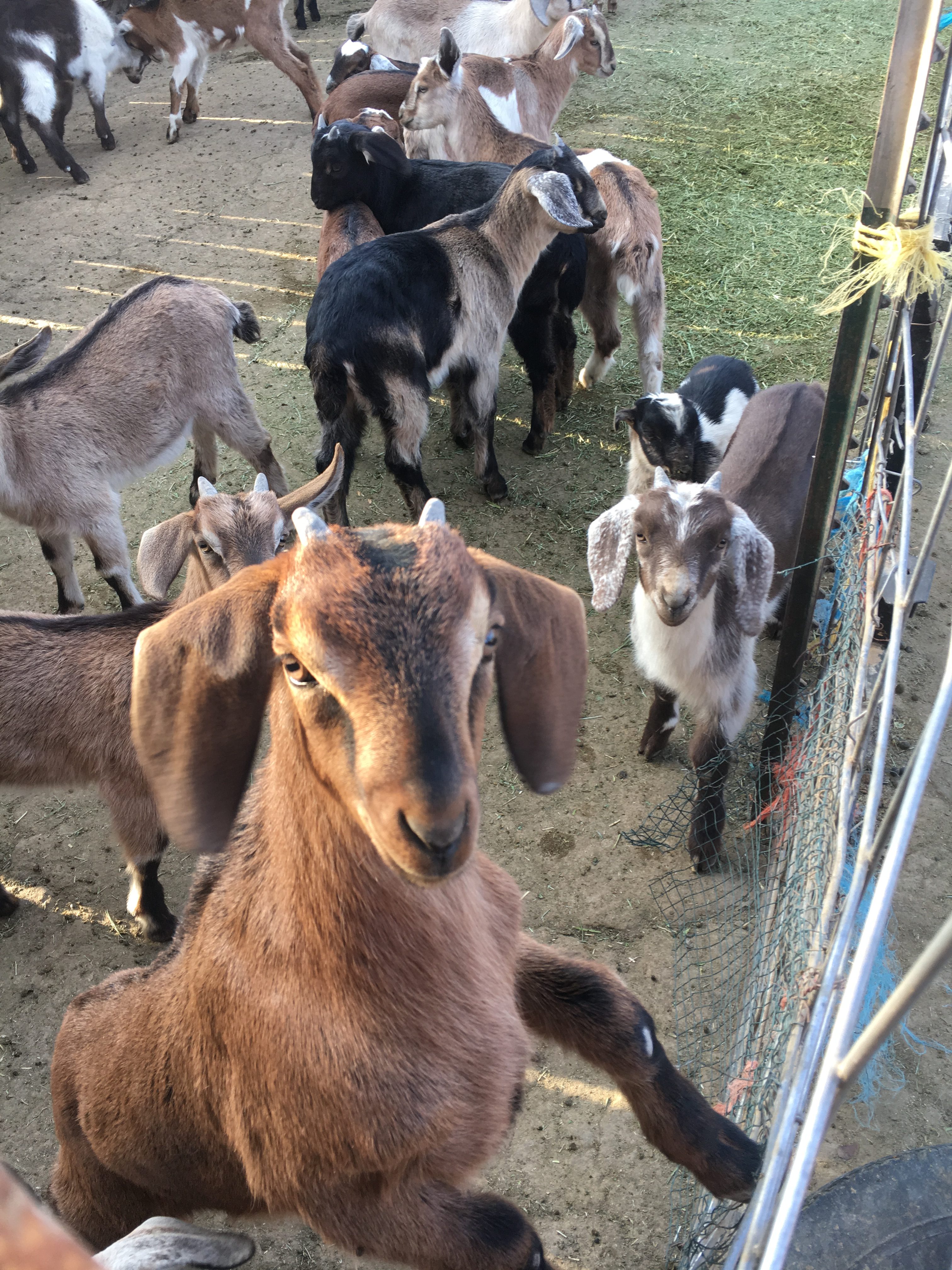 Goat Camp at Mesa Farm For the Love of Food Caputo's Market & Deli