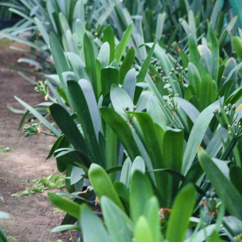 Clivia CAP VERT