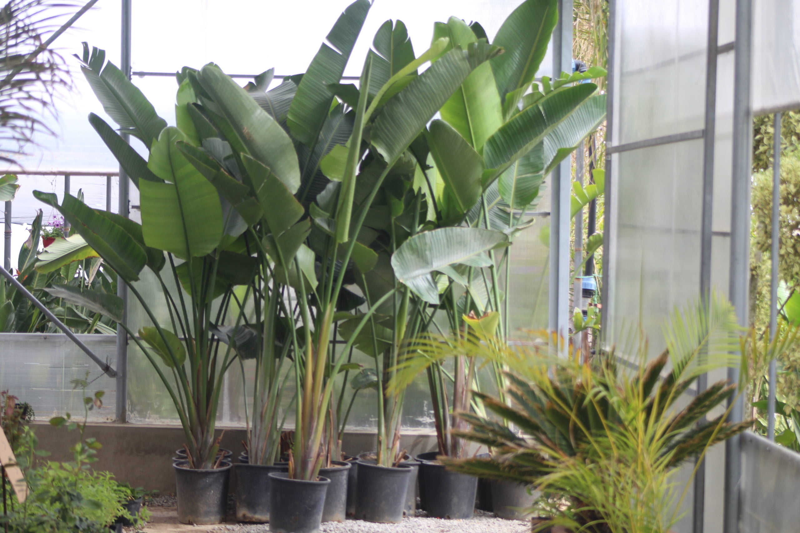 strelitzia augusta CAP VERT