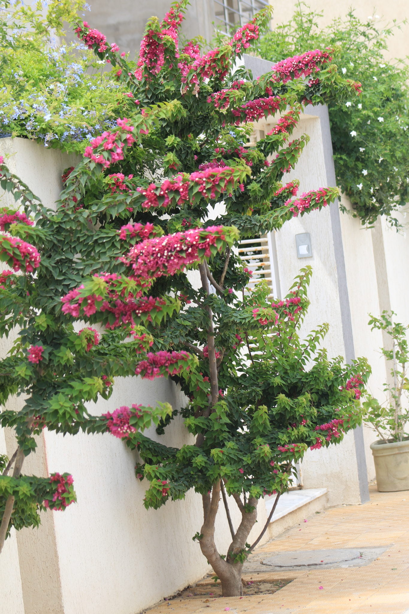 Bougainvillier nain CAP VERT