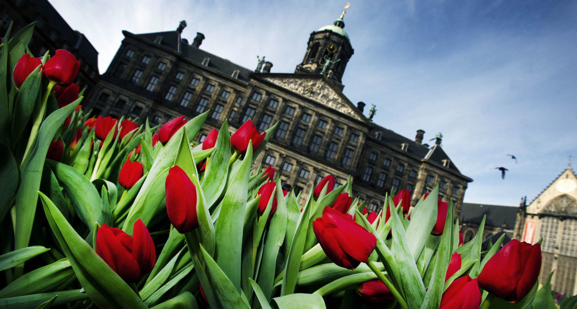 Tulip mania the story of the original financial bubble is mostly wrong