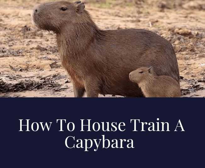 How To Tame and Train A Pet Capybara CapybaraTips