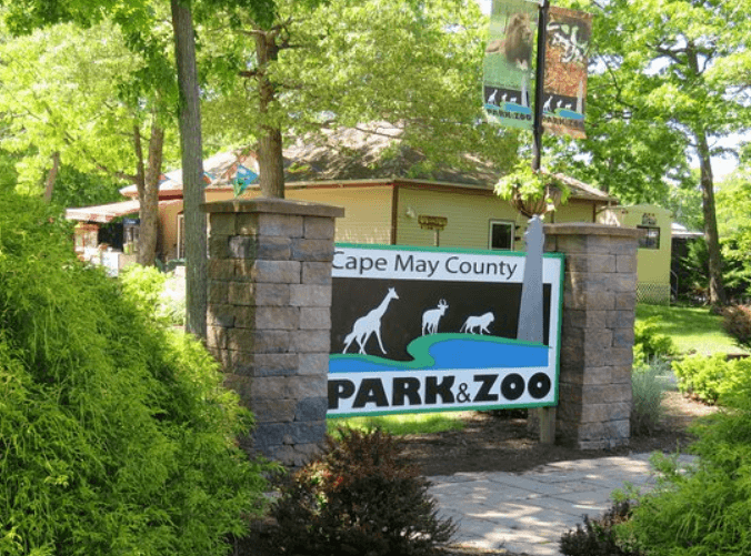 10 Zoos Around The World Where Capybaras Can Be Seen