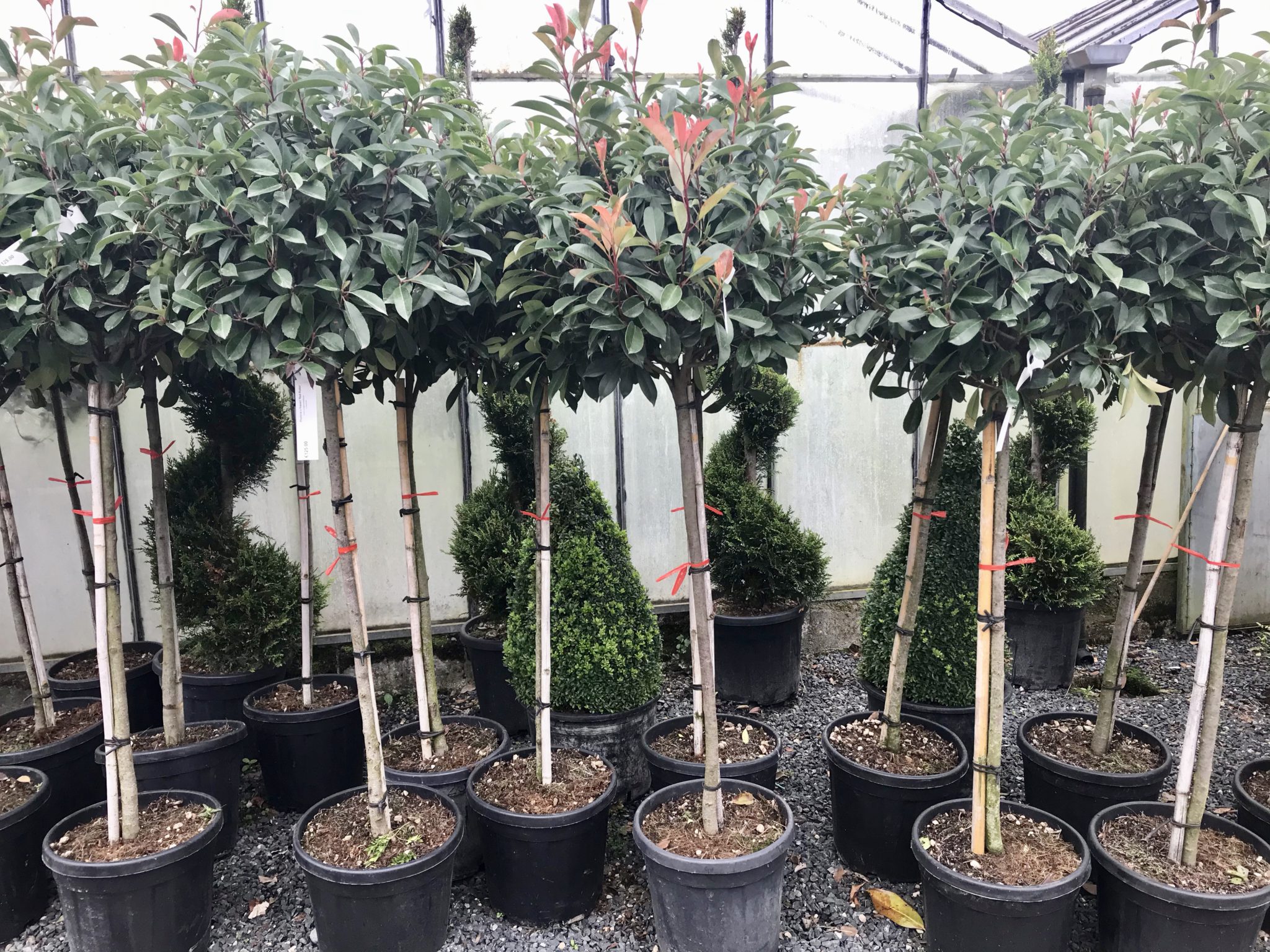 Photinia Red Robin Half Standards Caragh Nurseries