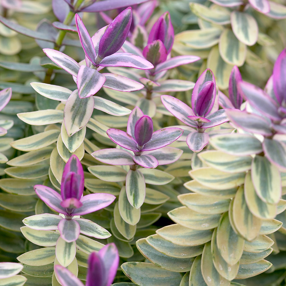Hebe Silver Dollar Caragh Nurseries