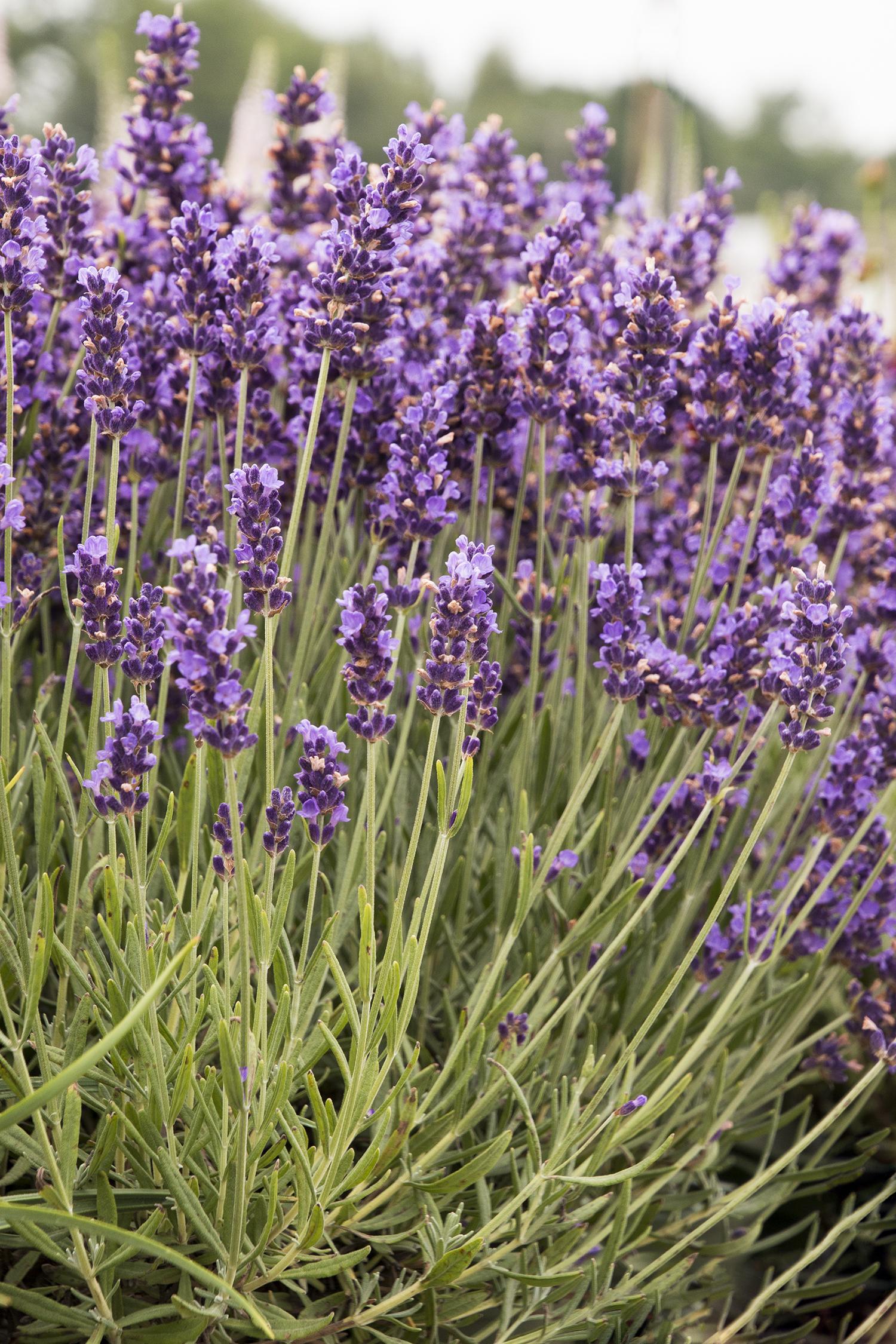 Lavender 'Hidcote' ubicaciondepersonas.cdmx.gob.mx
