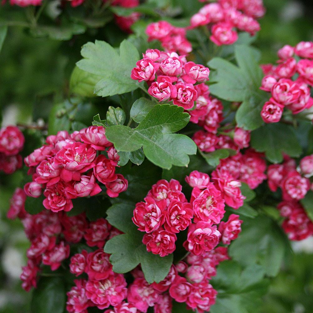 Crataegus Pauls Scarlet / Red Hawthorn Caragh Nurseries