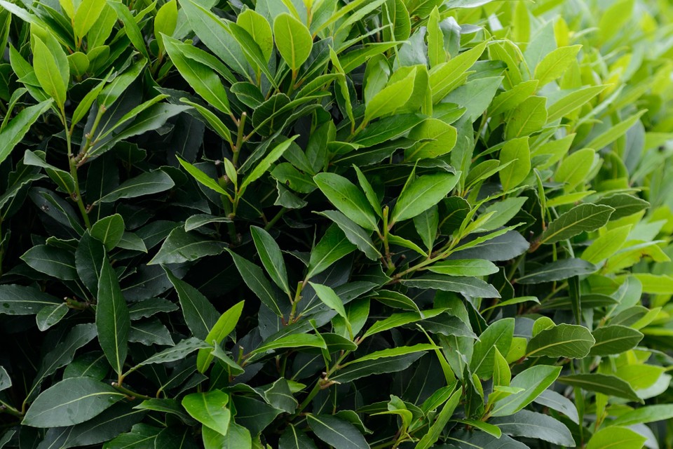 Laurus nobilis / Bay Laurel Caragh Nurseries