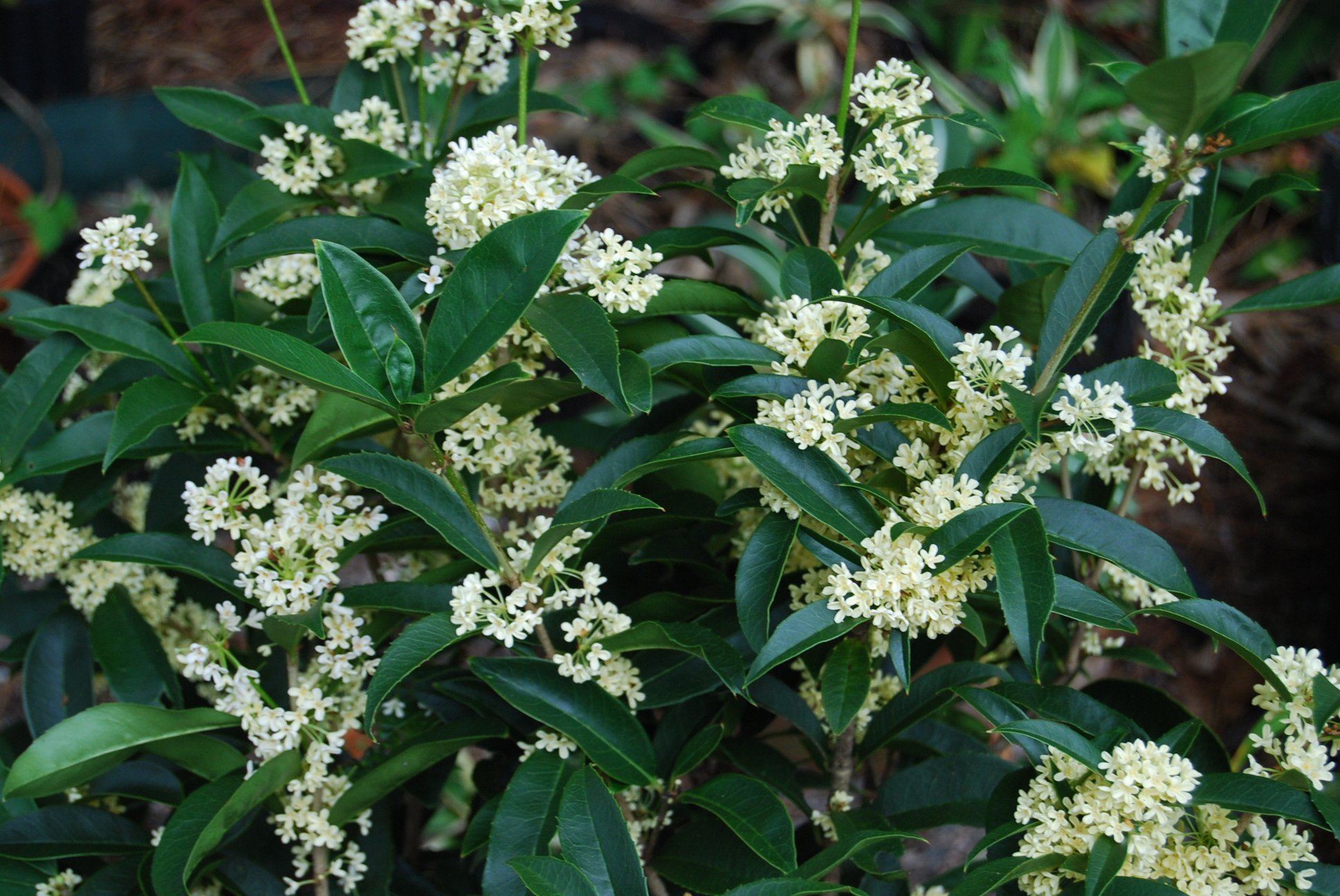Osmanthus_fragrans Caragh Nurseries