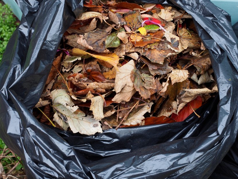 Black plastic bag filled with dead autumn leaves, which will