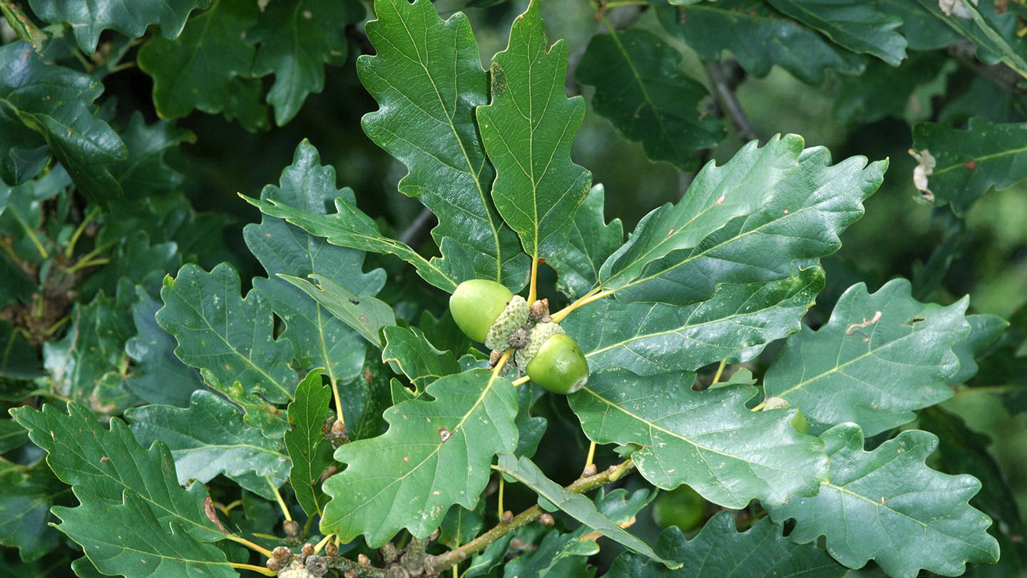 Quercus petraea Sessile Oak Caragh Nurseries