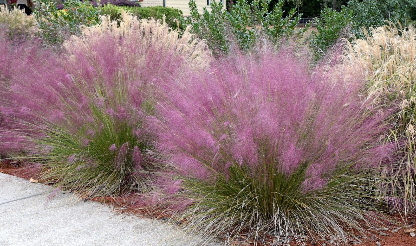 Muhlenbergia capillaris / Pink Muhly Grass Caragh Nurseries