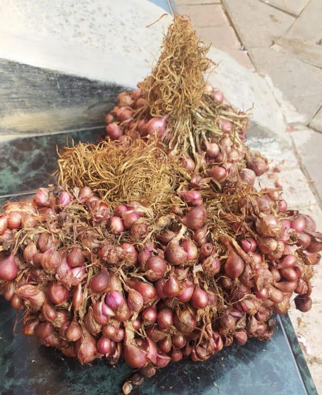 Jual Bibit Bawang Merah Probolinggo Premium,Ukuran Besar, Warna Merah