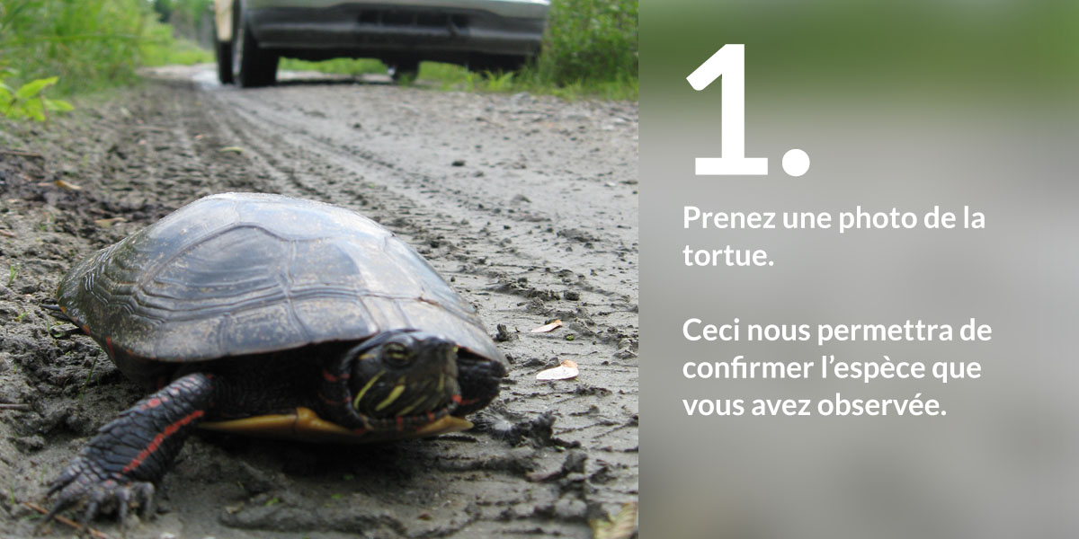 Signaler une tortue au Québec Carapace.ca