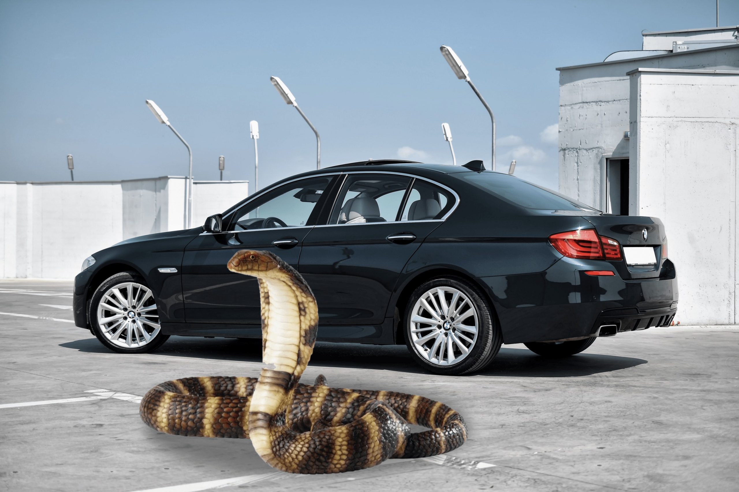 Snakes and your car