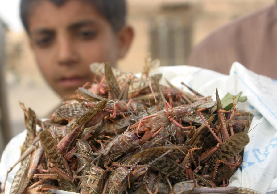 Locust mayhem threatening food security in East Africa Carbon Copy