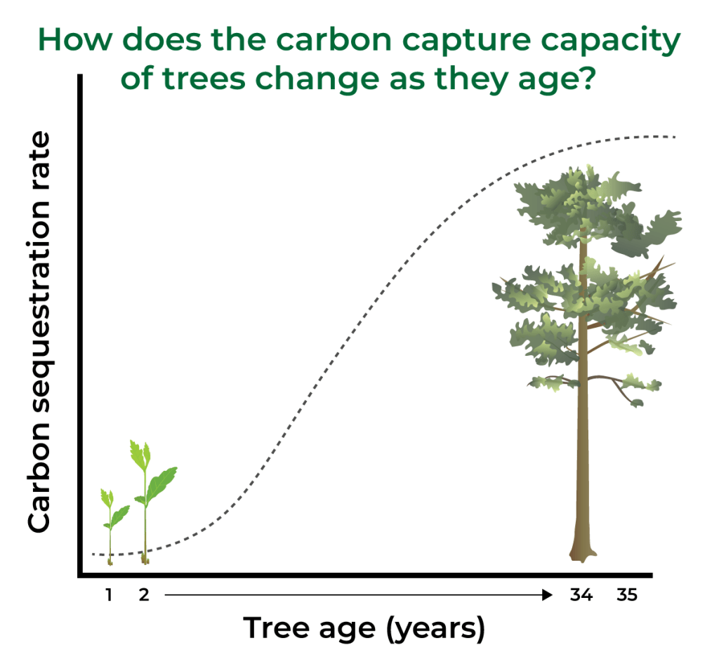 Do Trees Absorb More Carbon Dioxide Than They Release at Jacob Clement blog