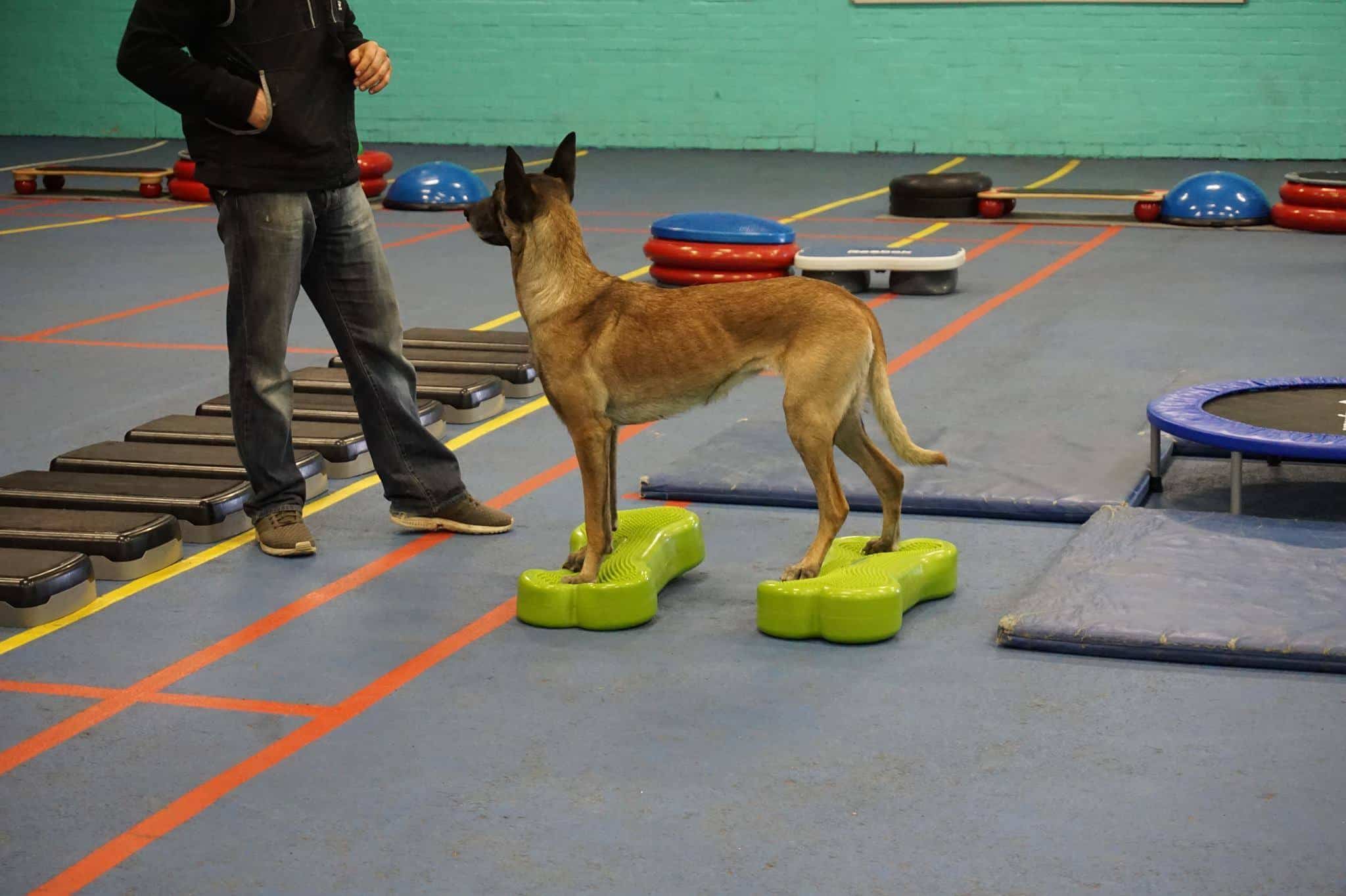Proprioception Cardiff Canine Citizens