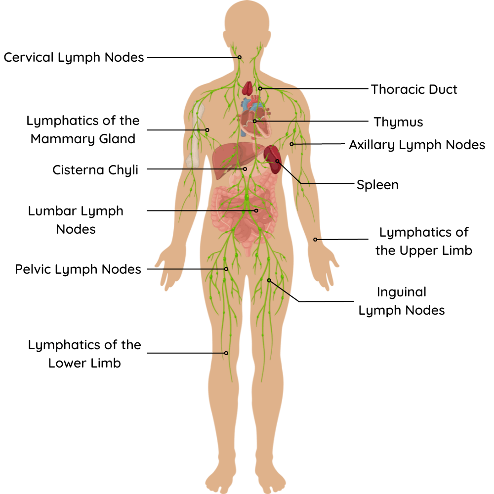 Lymphatic Drainage in Cardiff