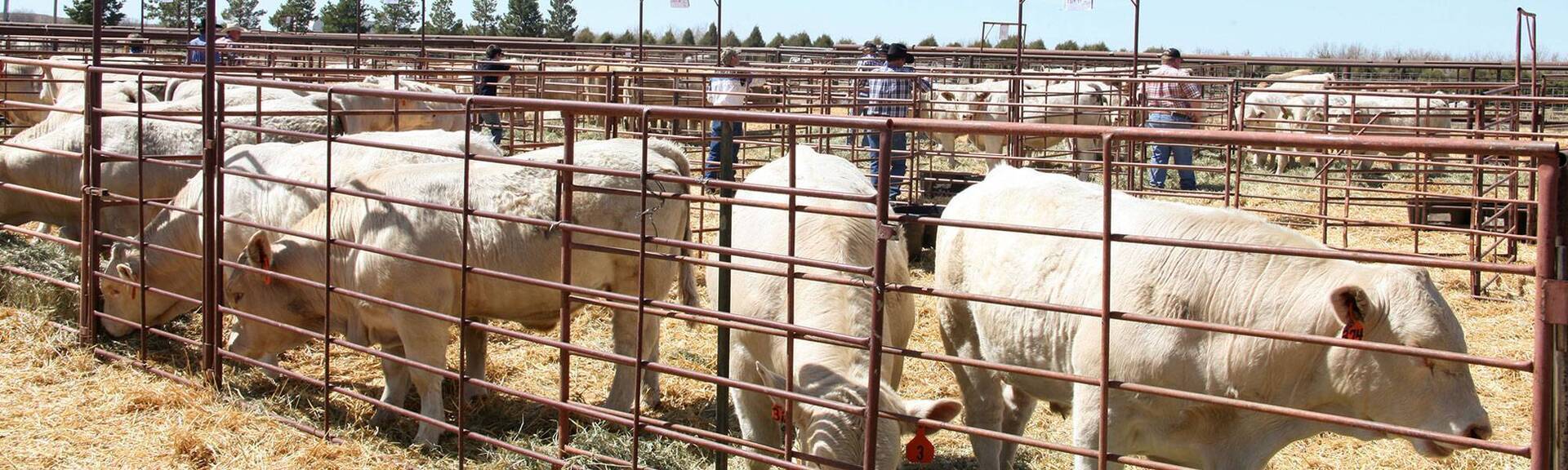 Cardinal Charolais Charolais cattle in Colorado committed to the