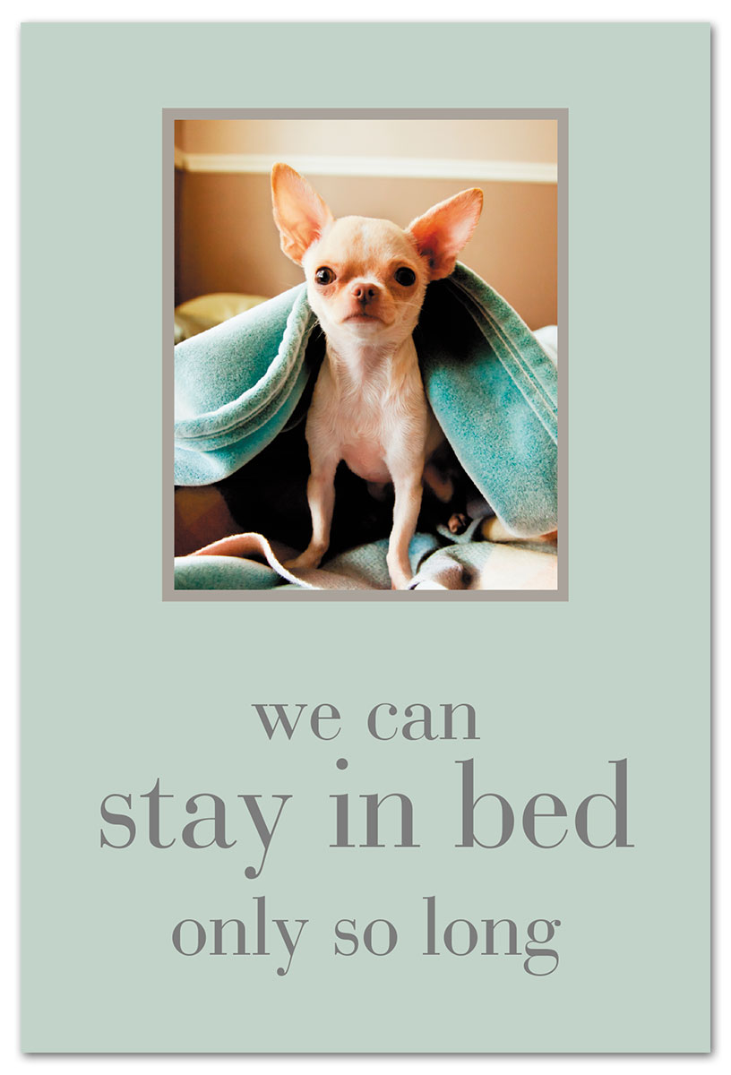 Chihuahua under Blanket Feel Better Card