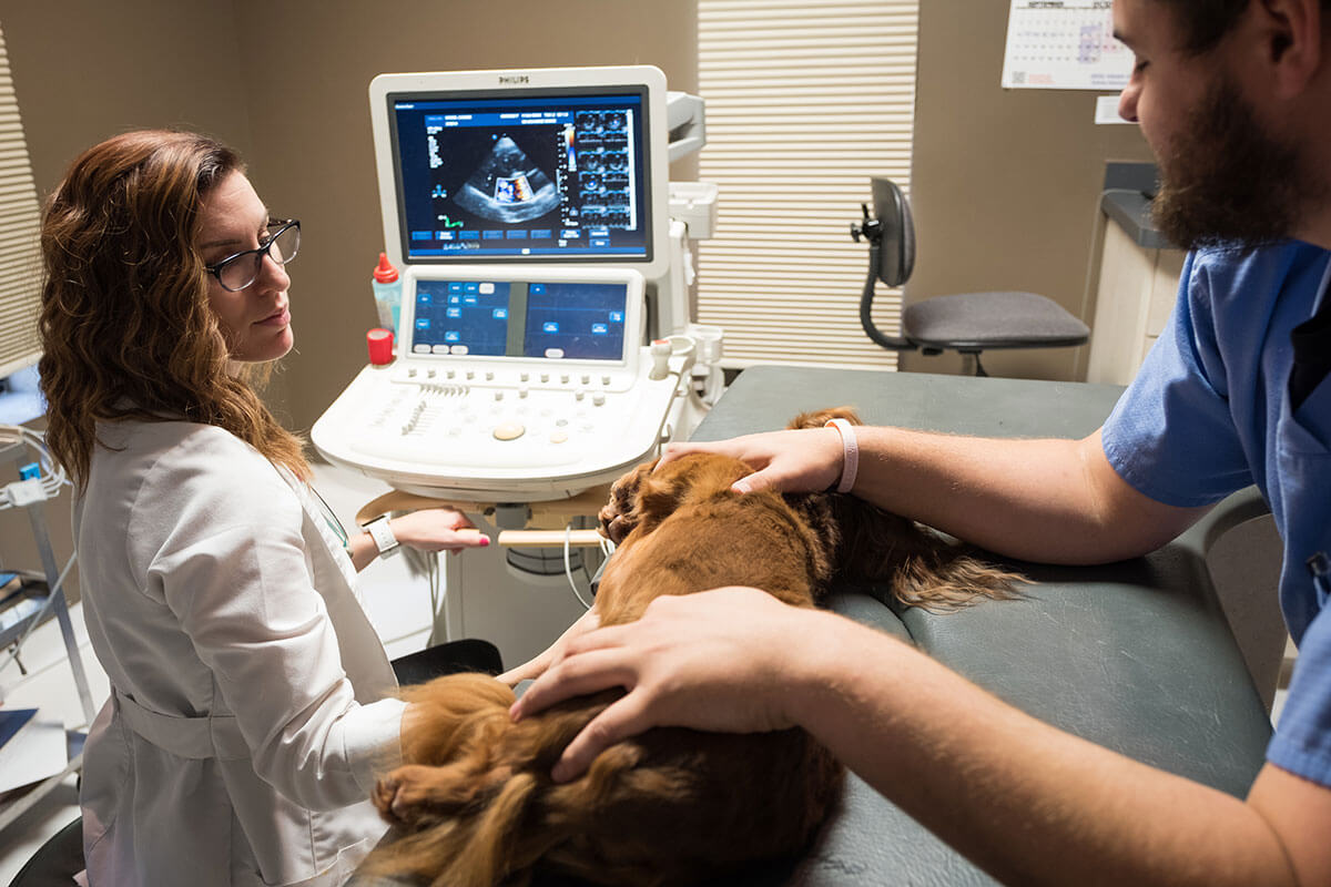 About Care Center Veterinary Care in Cincinnati and Dayton