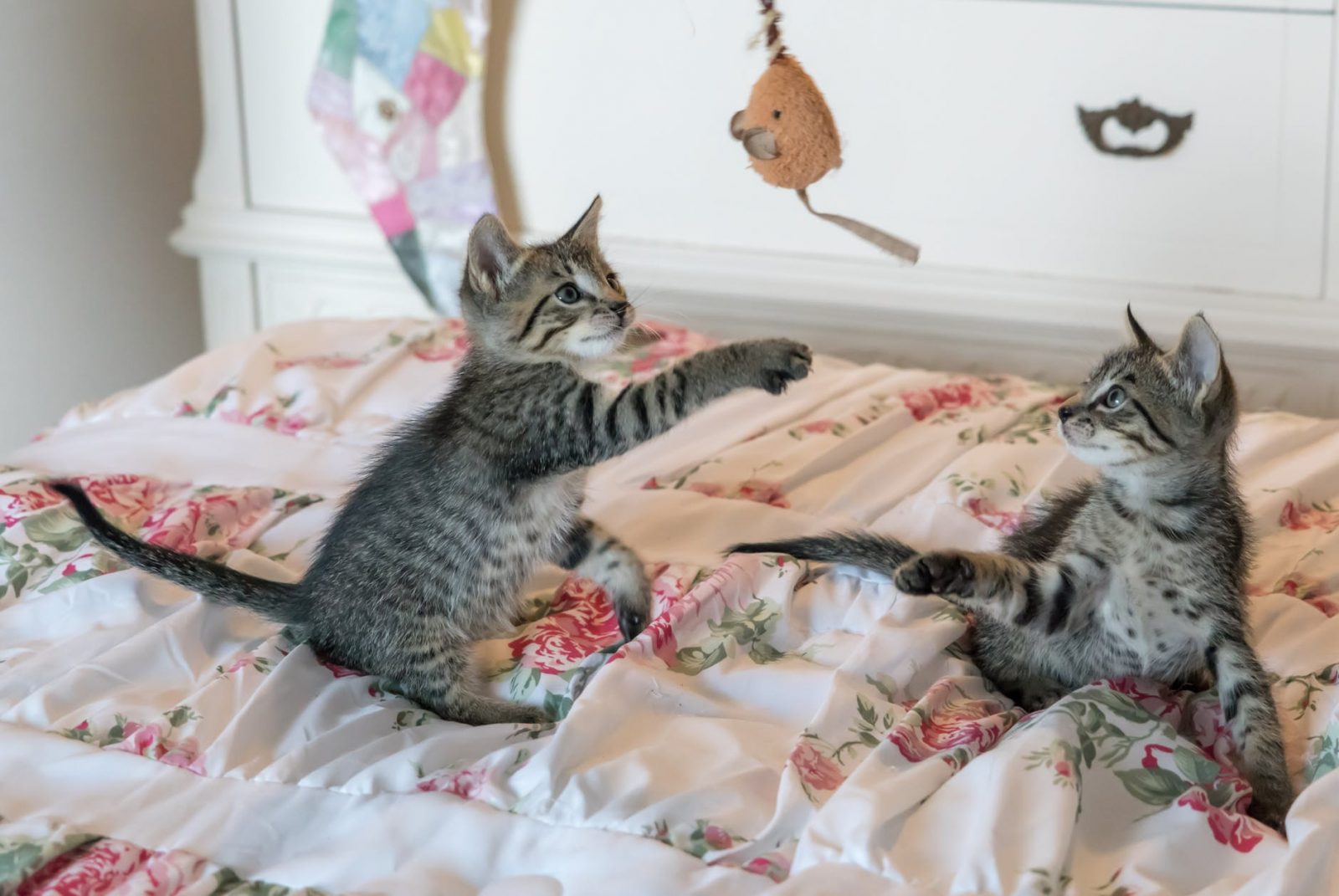 Are Kittens Okay to Be Left Alone? Important Facts For New Kitten Owners