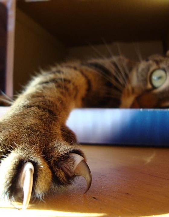 Will My Cat Kill My Hamster Or Do Cats Get Along With Hamsters?