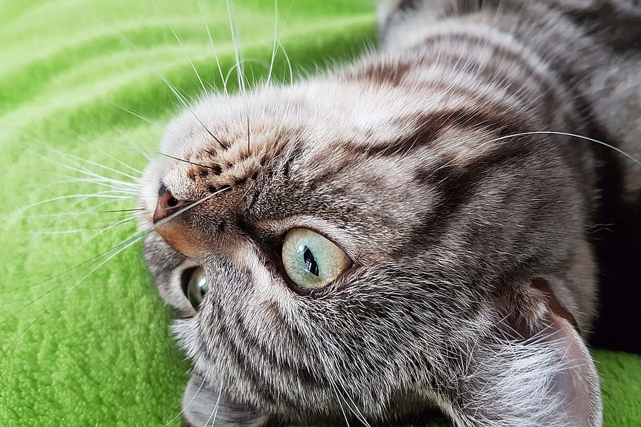 7 Tips On How To Stop A Cat Scratching The Carpet