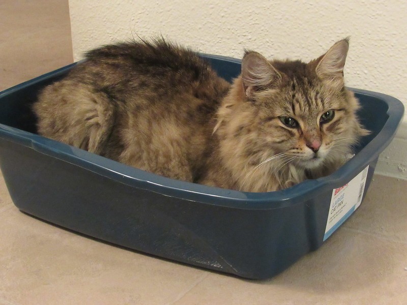 The Ultimate Guide On How To Keep A Cat Litter Box Clean