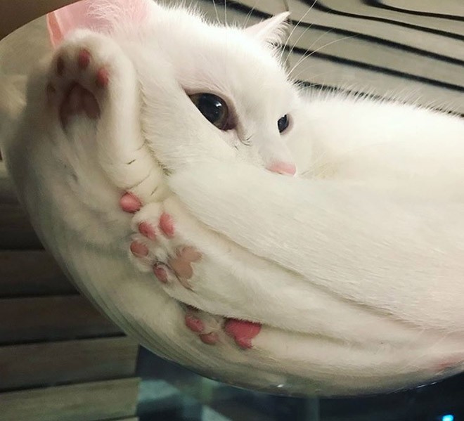 Hilarious Cats In Glass Bowls Are Very Satisfying To Look At