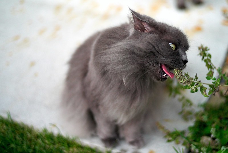 What Is Catnip & How Does It Effect Cats The Ultimate Guide To Catnip