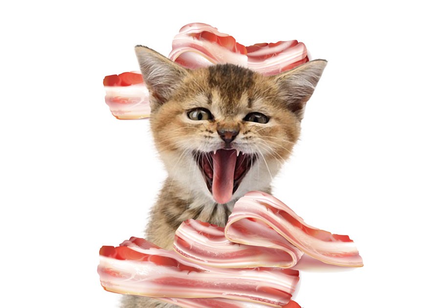 Can Cats Eat Bacon Crucial Nutritional Facts And Dangers