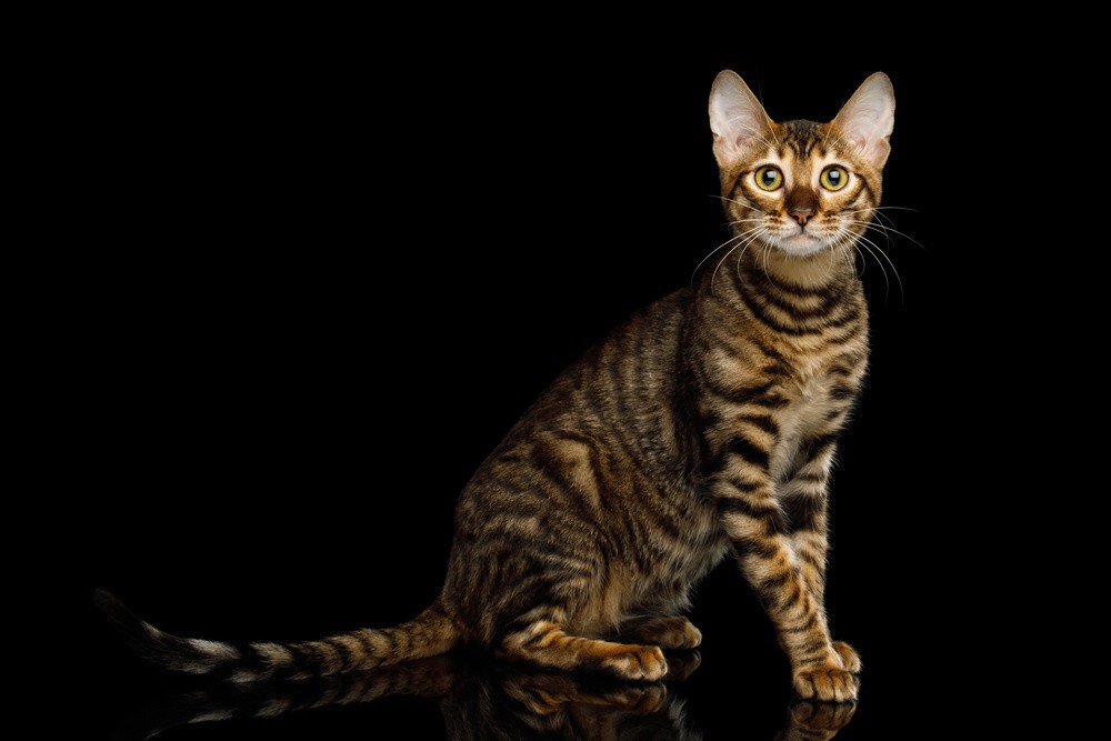 Toyger Cat Breed Full Profile, Facts, and Information