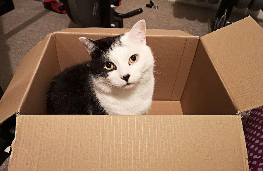 Why Do Cats Love Boxes? 6 Fascinating Reasons For The Love Of Boxes