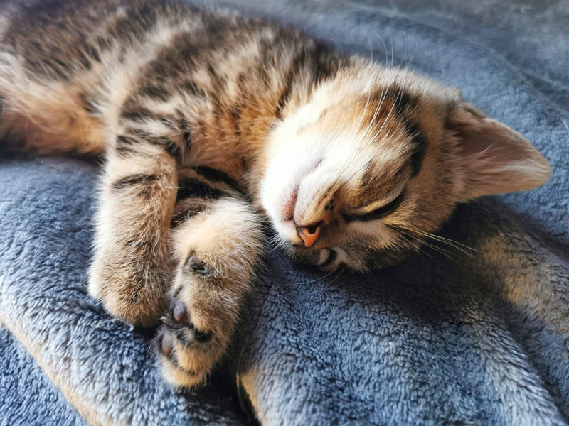 Do Cats Dream When They Sleep All Of The Facts Revealed