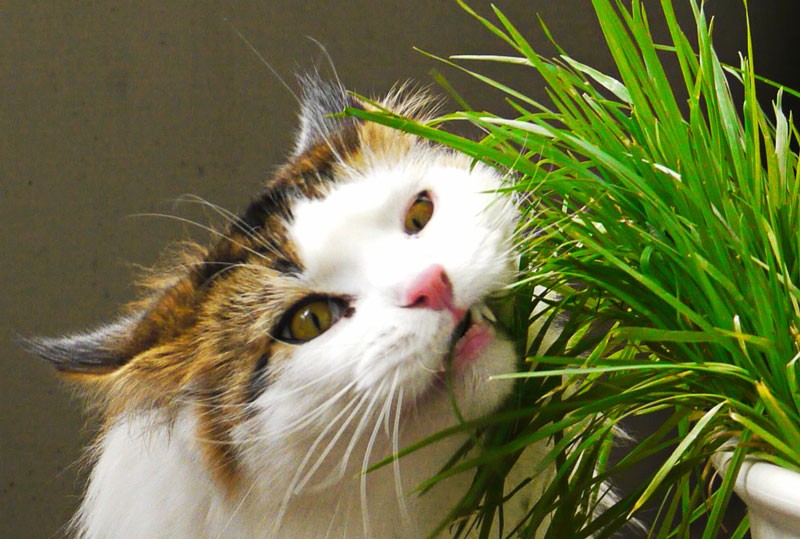Why Do Cats Eat Grass? Top 4 Reasons + Dangers To Be Aware Of