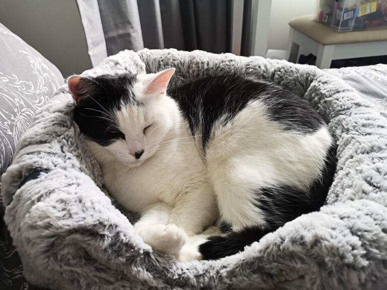 Why Does My Cat Sleep Next To Me? Top 5 Reasons