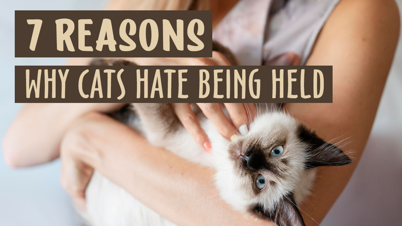 Why does my cat not like to be held? [7 Reasons Why]
