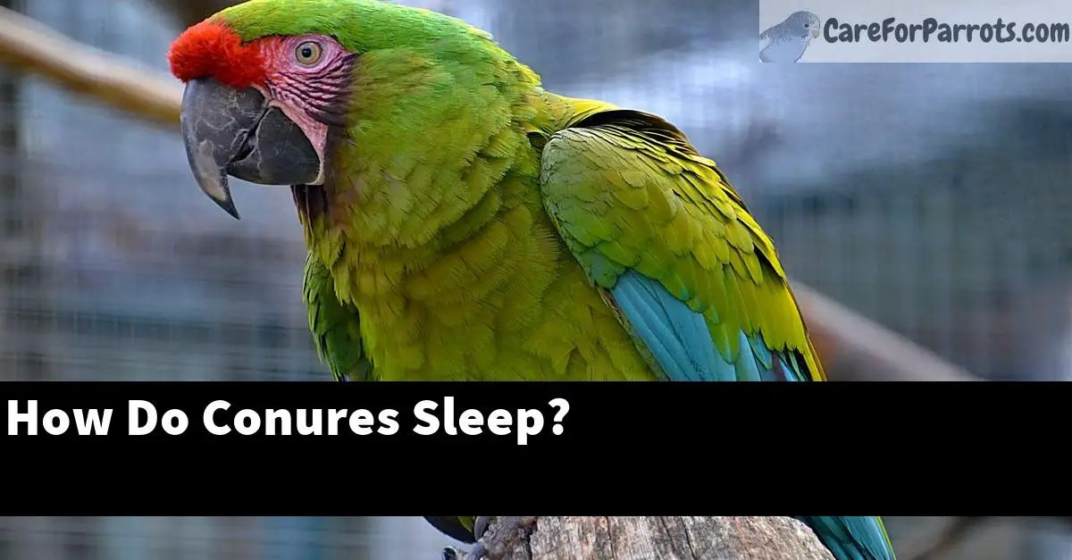 How Do Conures Sleep? Patterns, Positions, and Tips for a Restful Night