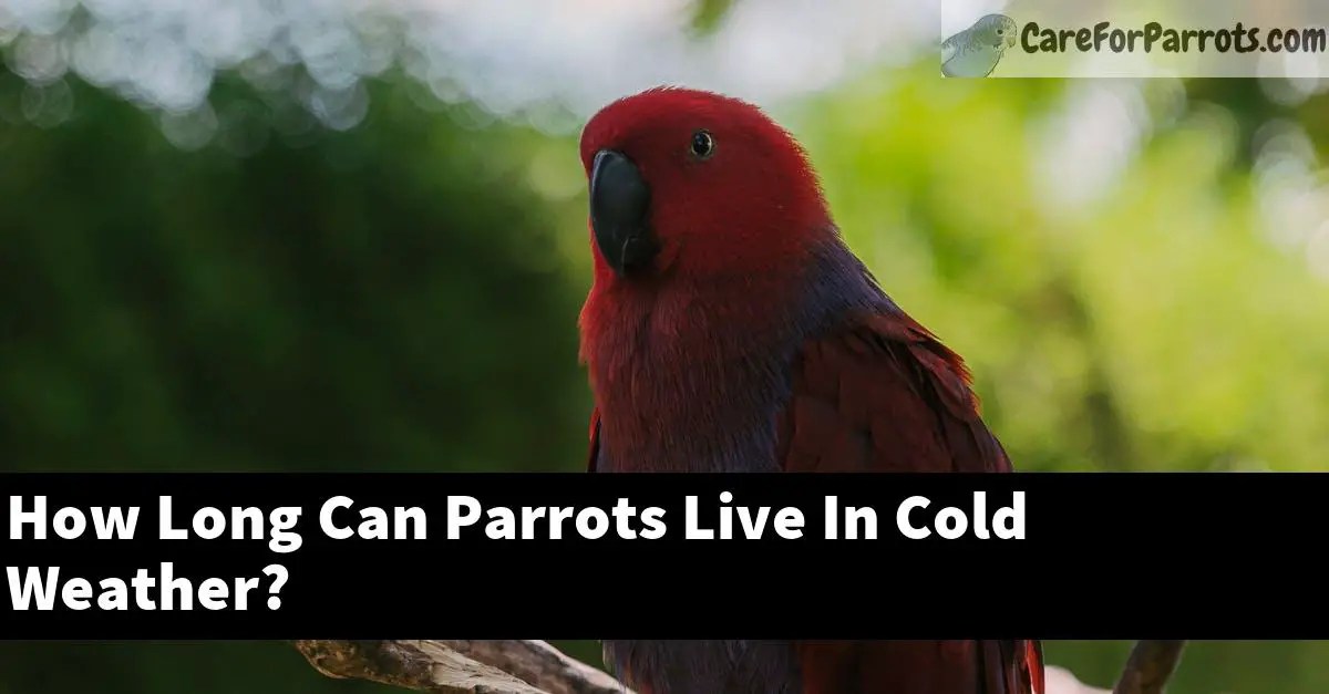 How Long Can Parrots Live In Cold Weather? Care For Parrots