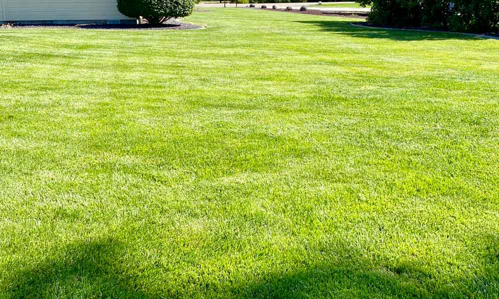 Lawn Care Services Meridian, ID Carefree Lawns