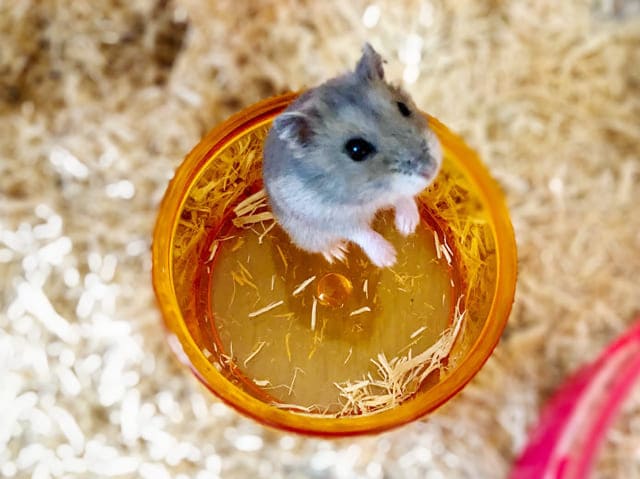 B*ブルーサファイアハムスター* (ジャンガリアン) 羊毛フェルト 羊毛フェルト *ゆったりハリーさん* 通販｜Creema(クリーマ) ハンドメイド・手作り・クラフト作品の販売サイト ジャンガリアンハムスター(ブルーサファイア)1日に与える餌の量はどれくらいが最適？｜父ちゃんはプチDiyer