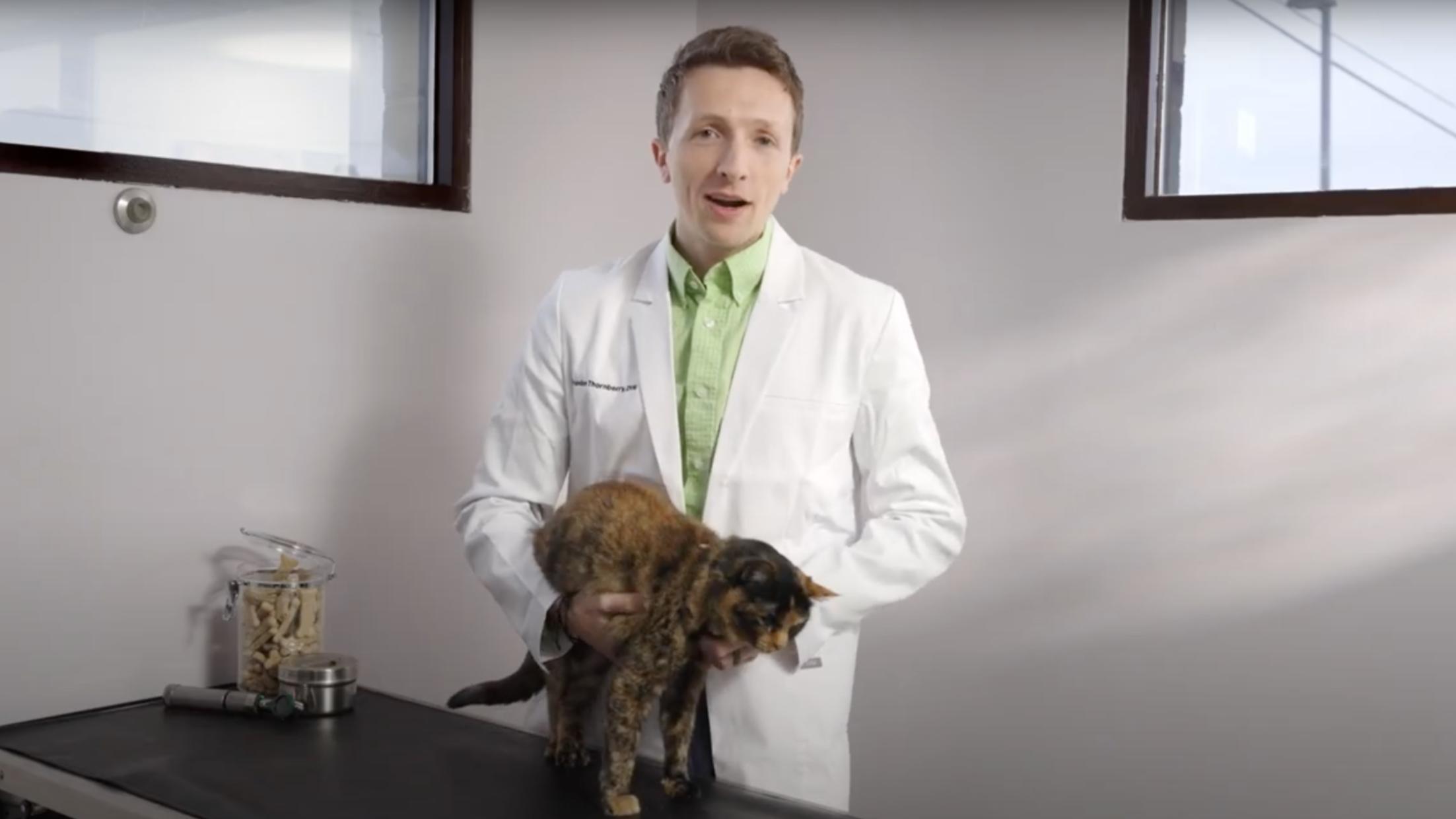 Educational Videos Williamsburg Veterinary Clinic, Veterinarian in